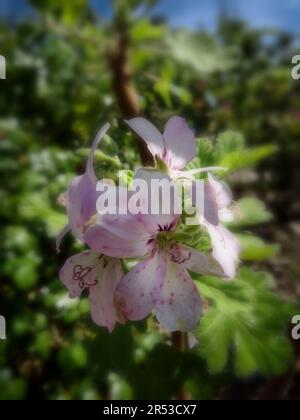 Pelargonium doux Mimosa ensoleillé au soleil de printemps. Portrait naturel de plantes de jardin à fleurs en gros plan Banque D'Images