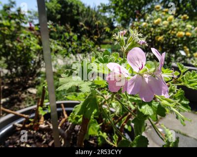 Pelargonium doux Mimosa ensoleillé au soleil de printemps. Portrait naturel de plantes de jardin à fleurs en gros plan Banque D'Images