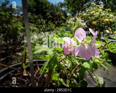 Pelargonium doux Mimosa ensoleillé au soleil de printemps. Portrait naturel de plantes de jardin à fleurs en gros plan Banque D'Images