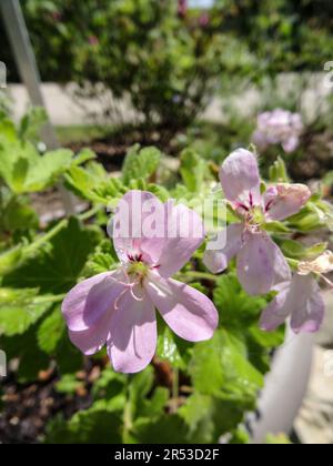 Pelargonium doux Mimosa ensoleillé au soleil de printemps. Portrait naturel de plantes de jardin à fleurs en gros plan Banque D'Images