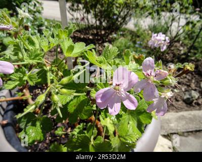 Pelargonium doux Mimosa ensoleillé au soleil de printemps. Portrait naturel de plantes de jardin à fleurs en gros plan Banque D'Images