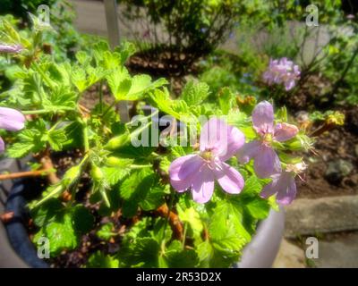 Pelargonium doux Mimosa ensoleillé au soleil de printemps. Portrait naturel de plantes de jardin à fleurs en gros plan Banque D'Images