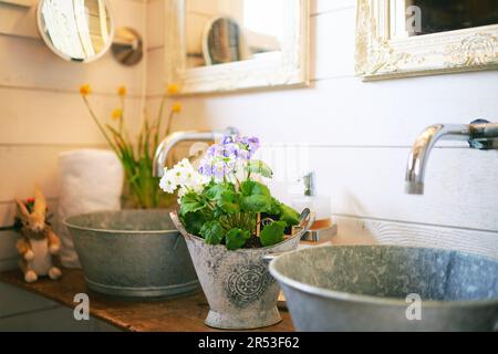 Fleurs de primrose blanc et violet croissant en pot placé comme décoration dans la salle de bains rétro vintage Banque D'Images