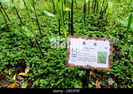 Plaque de nom botanique latine et description de la plante en chinois pour Zingiber zerumbet au parc commémoratif Chiang Kai-Shek à Taipei, Taïwan. Banque D'Images