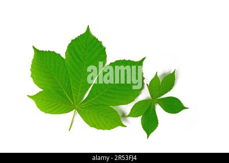 Feuilles de châtaigne de cheval sur fond blanc Banque D'Images