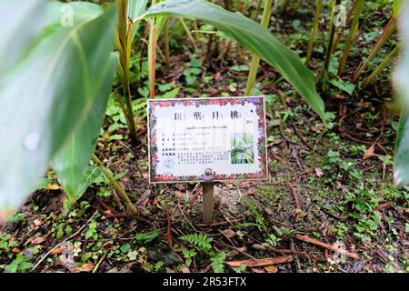 Plaque de nom botanique latine et description de la plante en chinois pour Alpinia zerumbet Variegata au parc mémorial de Chiang Kai-Shek à Taipei, Taïwan. Banque D'Images