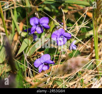 Les fleurs violettes d'un Violet sauvage de chien commun (Viola riviniana), Angleterre, Royaume-Uni Banque D'Images