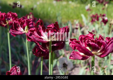 Groupe de fleurs bordeaux gros plan. Banque D'Images