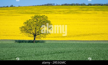 Un grand champ de canola, le Danemark avec un seul chêne. Banque D'Images