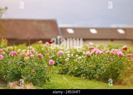 Beau jardin d'été avec roses en fleur au coucher du soleil Banque D'Images