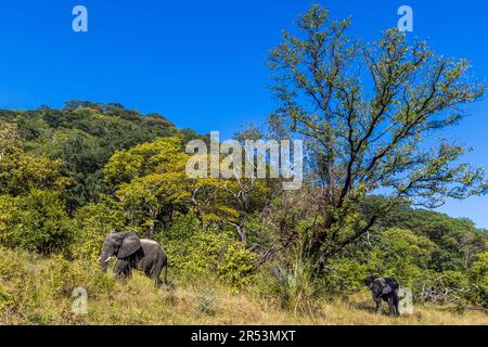 Un éléphant se déplace le long d'une colline boisée du parc national de Liwonde, au Malawi ; à côté de lui, un animal plus petit et sombre se déplace dans l'ombre. Plus de 500 éléphants vivent désormais dans le parc, après que plusieurs centaines d'animaux ont été relocalisés vers d'autres réserves malawiennes ces dernières années pour réguler la population. Banque D'Images