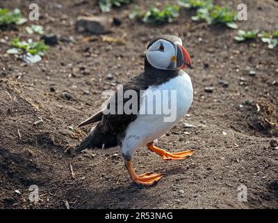 Un seul Puffin de l'Atlantique (Fratercula arctica) émergeant d'un trou de nid au sommet d'une falaise dans les îles Farne, en Northumbrie, en Angleterre, au Royaume-Uni Banque D'Images