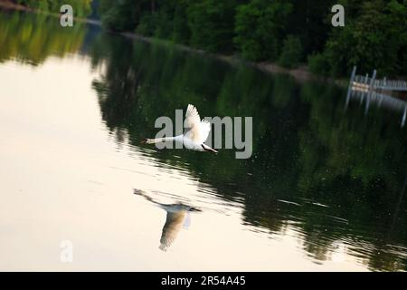 31 mai 2023, Strausberg, MÃ¤rkisch Oderland, Allemagne: MÃ¤rkisch Oderland: Un cygne volant muet dans la soirée au-dessus de la Straussee. (Credit image: © Simone Kuhlmey/Pacific Press via ZUMA Press Wire) USAGE ÉDITORIAL SEULEMENT! Non destiné À un usage commercial ! Banque D'Images