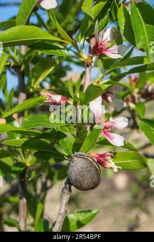 Fleurs d'amande un matin d'hiver. Gros plan. Banque D'Images