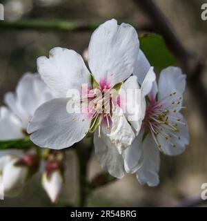 Fleurs d'amande un matin d'hiver. Gros plan. Banque D'Images