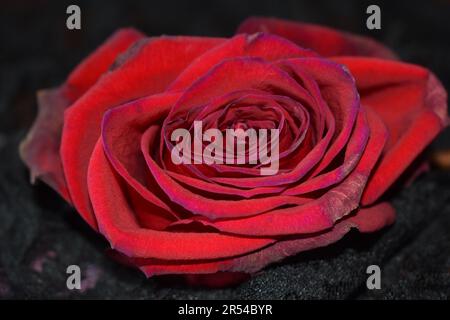 Rose rouge pâle sur dentelle noire Banque D'Images