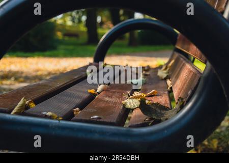 Feuilles d'automne colorées tombant sur un banc en bois. Vue à travers le feuillage d'automne dans la forêt du parc. Feuilles d'arbre doré. Magnifique arbre avec des feuilles jaunes dans la forêt d'automne. Chemin parsemé de feuilles d'automne. Nature automne paysage arrière-plan Banque D'Images