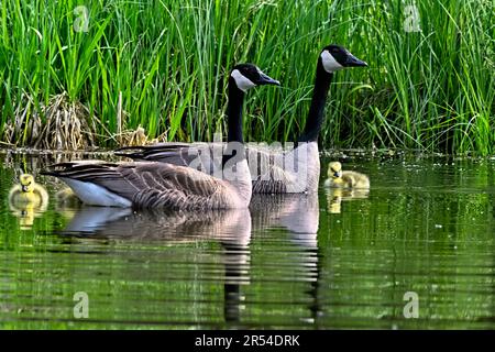 Une famille de Bernaches du Canada (Branta canadensis); bernaches et oisons nageant dans un marais humide du Canada rural de l'Alberta Banque D'Images