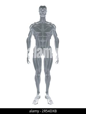 Anatomie humaine. Modèle de système musculaire de corps masculin. Anatomie du système musculaire masculin - vue postérieure et antérieure - corps entier. Corps polygonal de l'homme. 3D. Illustration de Vecteur