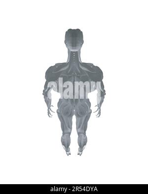 Anatomie humaine. Modèle de système musculaire de corps masculin. Anatomie du système musculaire masculin - vue postérieure et antérieure - corps entier. Corps polygonal de l'homme. 3D. Illustration de Vecteur