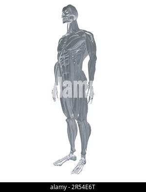 Anatomie humaine. Modèle de système musculaire de corps masculin. Anatomie du système musculaire masculin - vue postérieure et antérieure - corps entier. Corps polygonal de l'homme. 3D. Illustration de Vecteur