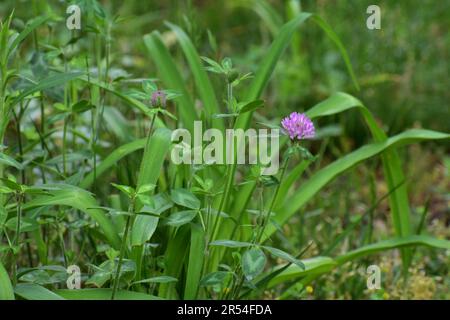 De grandes herbes indigènes qui poussent dans une cour impropre. Banque D'Images