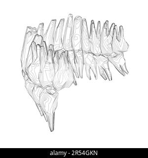 Contour des dents. Différents types de collection de dents humaines dessinés à la main. Modèle graphique pour dentiste. Fangs de gravure et molaires. Soins dentaires oraux. Mal de dents Illustration de Vecteur