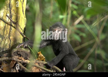 Une progéniture de macaque à craché noir de Sulawesi (Macaca nigra) dans la réserve naturelle de Tangkoko, au nord de Sulawesi, en Indonésie. Depuis au moins 1997, les scientifiques examinent les impacts possibles du changement climatique sur les primates du monde, avec des résultats qu'il modifie de façon ostensio-active leurs comportements, activités, cycles de reproduction et disponibilité alimentaire. Banque D'Images