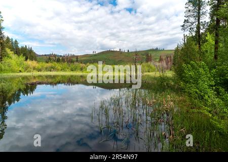 Image horizontale de Beaver Pond, près de Chickadee Trailhead, près de Sun Mountain Lodge, dans le comté d'Okanogan, Washington, États-Unis. Banque D'Images