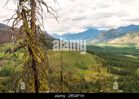 Un arbre recouvert de mousse se dresse au premier plan d'une vue sur la vallée de la Methow et les montagnes de North Cascade à Winthrop, Washington, États-Unis. Banque D'Images