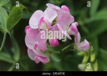 Fleur de pois dans le jardin Banque D'Images