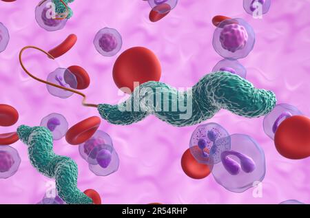 Bactéries Campylobacter jejuni - 3D illustration vue rapprochée Banque D'Images