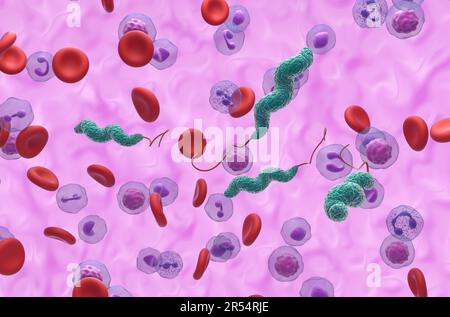 Bactéries Campylobacter jejuni - 3D illustration vue isométrique Banque D'Images