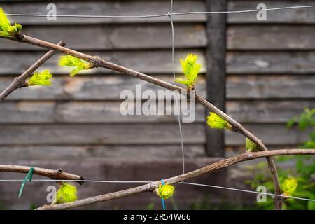 Les premières feuilles vertes des raisins d'éveil au printemps, gros plan. Nouveaux bourgeons de raisin en fleurs Banque D'Images