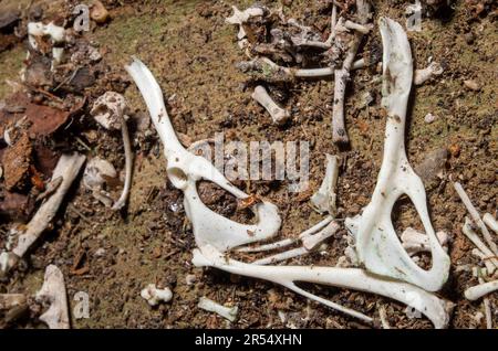 Owl Pellet Boneyard sur le plancher de la vieille salle Topaz. Banque D'Images