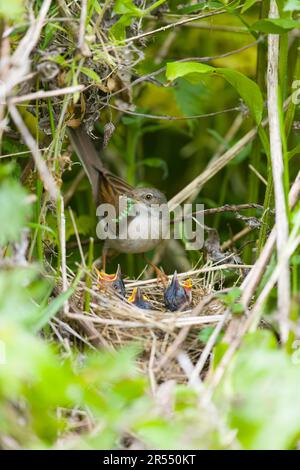 Blancheur commune Sylvia communis, femelle adulte alimentant la chenille chez les poussins du nid, Suffolk, Angleterre, mai Banque D'Images