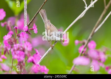 Blanchettroat commun Sylvia communis, mâle adulte perchée sur la tige avec des chenilles dans le bec, Suffolk, Angleterre, mai Banque D'Images