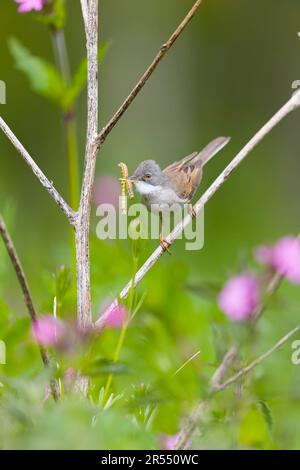 Blanchettroat commun Sylvia communis, mâle adulte perchée sur la tige avec des chenilles dans le bec, Suffolk, Angleterre, mai Banque D'Images