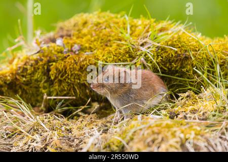 Bank vole Clethrionomys glareolus, debout sur l'herbe, Suffolk, Angleterre, mai Banque D'Images