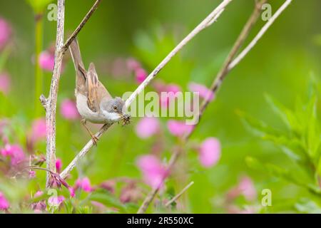 Blanchettroat commun Sylvia communis, mâle adulte perchée sur la tige avec araignée de loup et chenille dans le bec, Suffolk, Angleterre, mai Banque D'Images