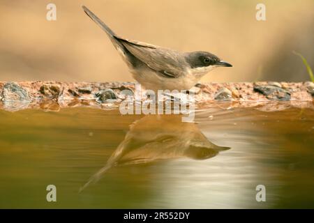 paruline d'orphée occidentale dans la première lumière du jour sur une fontaine dans une forêt de chênes et de pins au printemps Banque D'Images