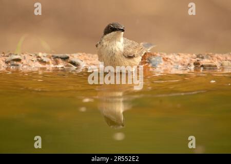 paruline d'orphée occidentale dans la première lumière du jour sur une fontaine dans une forêt de chênes et de pins au printemps Banque D'Images