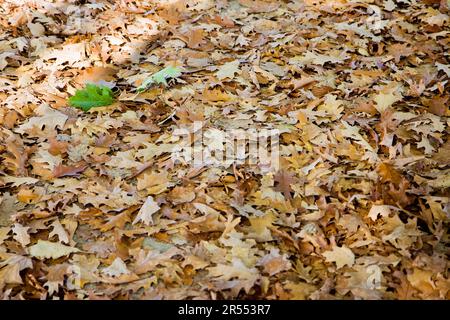 Feuilles sèches tombées sur le sol avec une feuille verte - image concept Banque D'Images