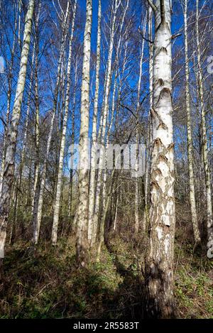 Bouleau argenté hiver. Betula pendula européenne bouleau blanc. Angleterre Royaume-Uni Banque D'Images