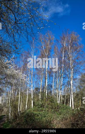 Bouleau argenté hiver. Betula pendula européenne bouleau blanc. Angleterre Royaume-Uni Banque D'Images