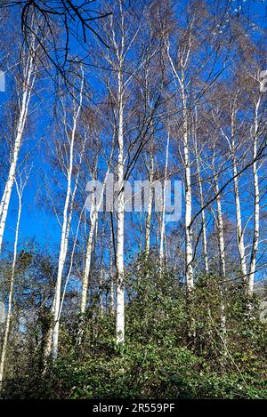 Bouleau argenté hiver. Betula pendula européenne bouleau blanc. Angleterre Royaume-Uni Banque D'Images