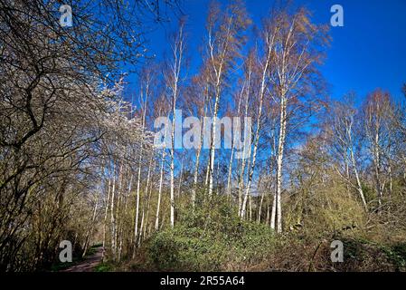 Bouleau argenté hiver. Betula pendula européenne bouleau blanc. Angleterre Royaume-Uni Banque D'Images