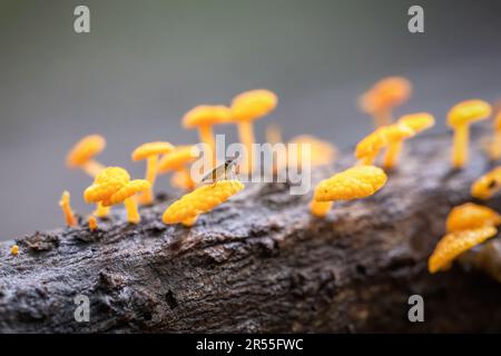 Un petit insecte se tenant sur favolaschia calocera, communément connu sous le nom de champignon à pores orange. Banque D'Images