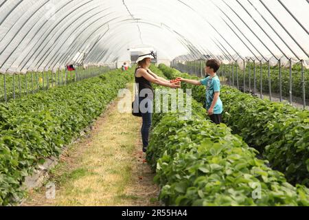 Cueillette familiale de fraises à la ferme Garson PYO, première récolte de tunnels cultivés, cueillez vos propres fraises, Esher 2023 Banque D'Images