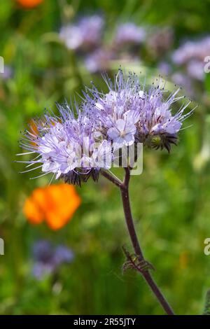 Italie, lombardie, fleurs pourpre de Tansy, Phacelia tanacetifolia Banque D'Images